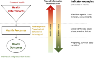 What Is Health Indicator TXF Simple Explanation1